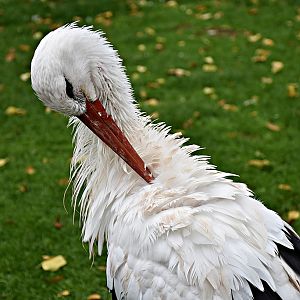 White stork
