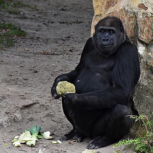 Western lowland gorilla