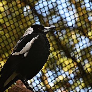 Australian magpie