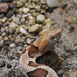 broad-banded Copperhead