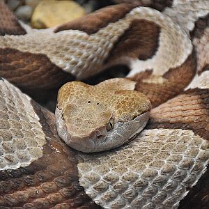 broad-banded Copperhead