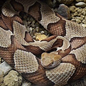 broad-banded Copperhead