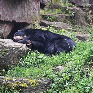 Spectacled bear