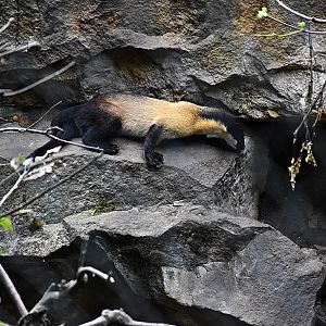 Yellow-throated marten