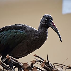 Hadada ibis