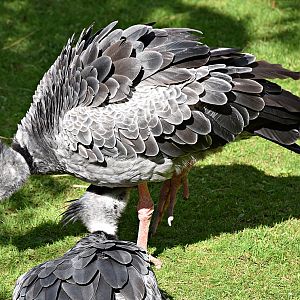 crested screamer