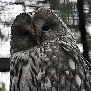 Ural owl
