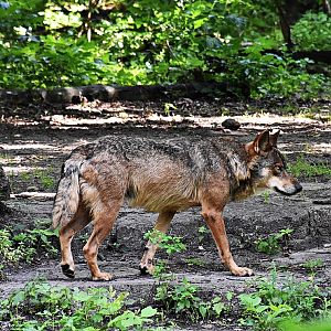 Iberian wolf