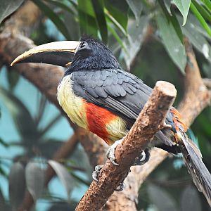 Black-necked aracari