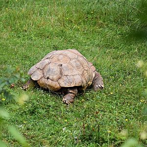 African spurred tortoise