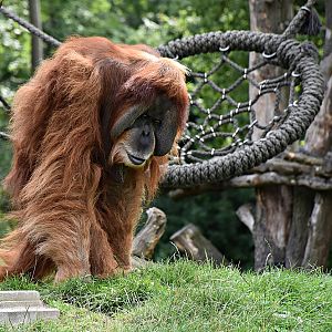 Sumatran orangutan