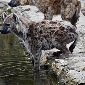 Spotted hyena