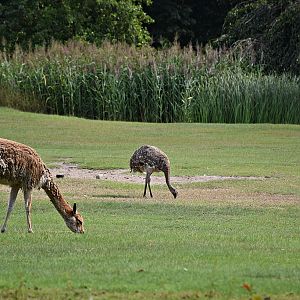 Vicugna & Darwin's rhea
