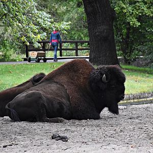 Wood bison