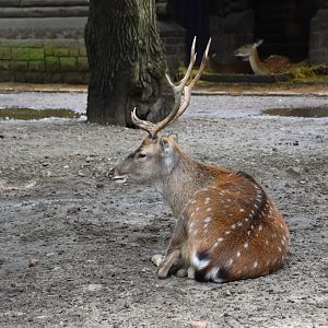 Vietnamese sika deer