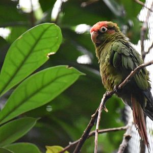 Rose-headed Parakeet