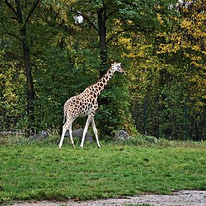 Rothschild's giraffe