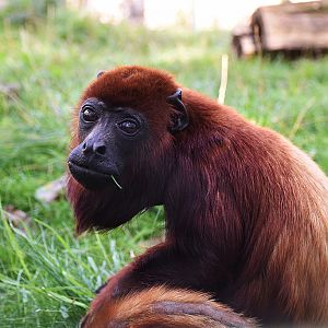 Venezuelan red howler
