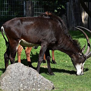 Giant sable antelope