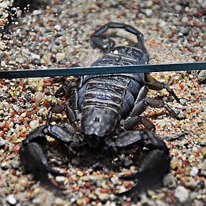 Hadogenes bicolor (scorpion)