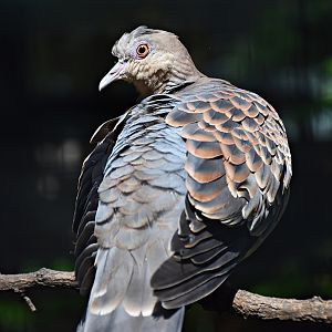 Oriental turtle dove