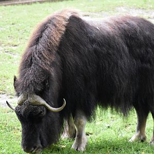 Muskox