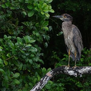 Yellow-crowned night heron juvenile