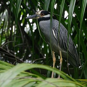 Yellow-crowned night heron