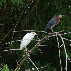 Green heron and Cattle egret.