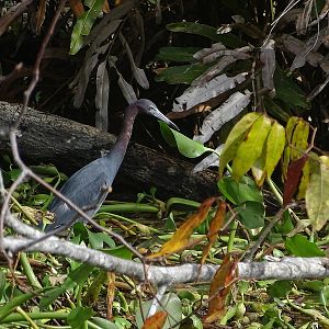 Little blue heron