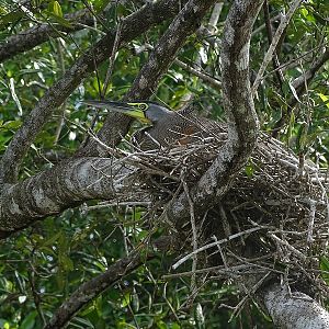 Bare-throated tiger heron