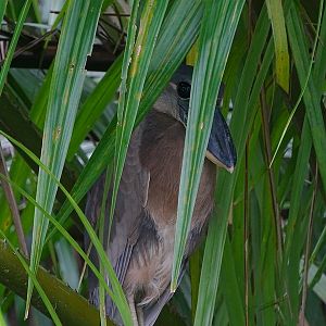 Boat-billed heron.