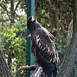 Steller's sea eagle