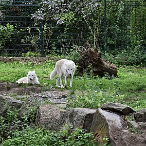 Arctic wolf