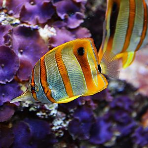 Copperband butterflyfish