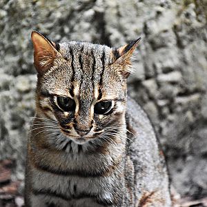 Rusty-spotted cat