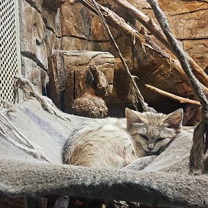 Sand cat