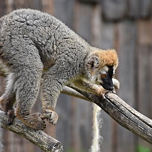 Red-fronted lemur