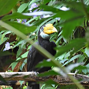 Wrinkled hornbill