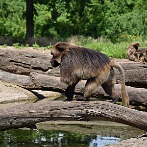 Gelada
