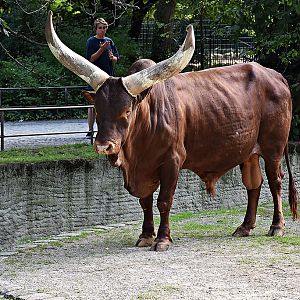 Ankole-Watusi