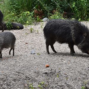 Chacoan peccary
