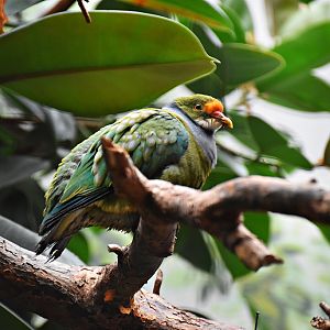 Orange-fronted fruit dove