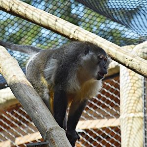 Golden-bellied mangabey