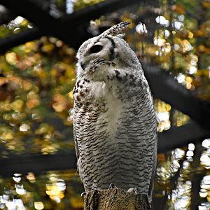 Great horned owl