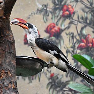 Von der Decken's hornbill