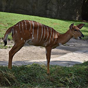 lowland nyala