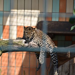 Javan leopard