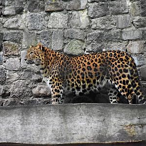 North-Chinese leopard