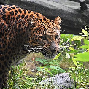 North-Chinese leopard
